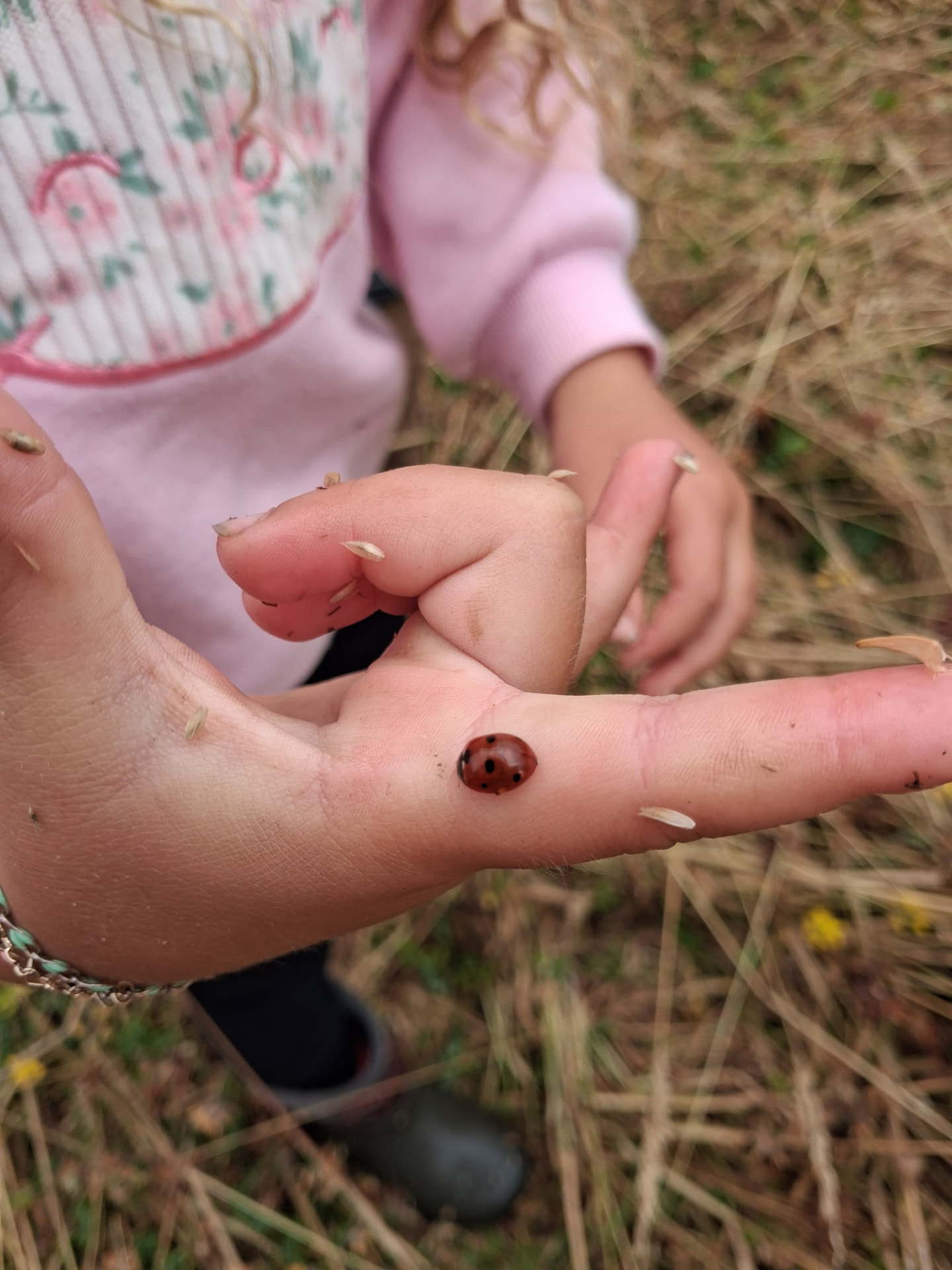 A ladybug resting on a child's hand during nature study in Humboldt County