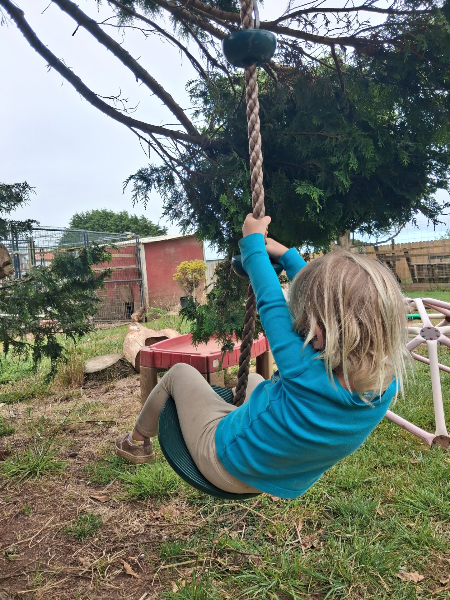 Child swinging from a rope swing under a cedar tree at our Humboldt forest school