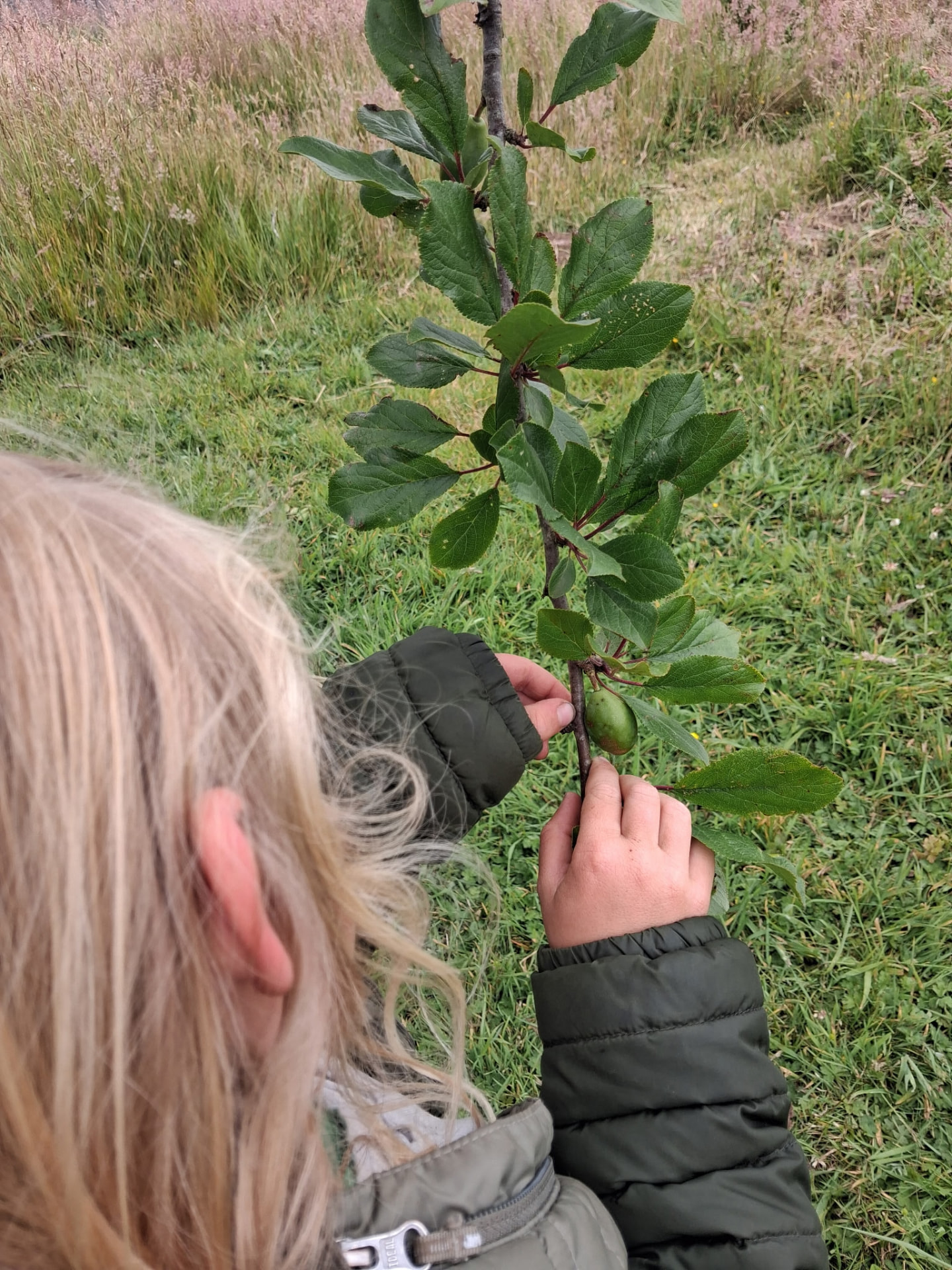 Child inspecting a wild plum growing in a McKinleyville field